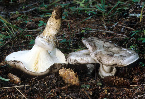 Catathelasma ventricosum - Mushroom Species Images