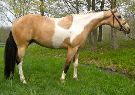 American Sport Pony - horse Breeds | ცხენის ჯიშები| cxenis jishebi