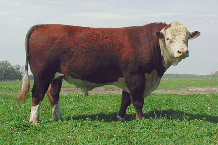 Polled Hereford - COW BREEDS | DZROXIS JISHEBI | ძროხის ჯიშები