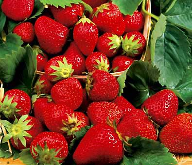 Honeoye - Strawberry Varieties