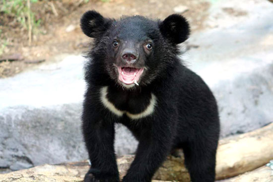 are black bears nocturnal or daytime animals