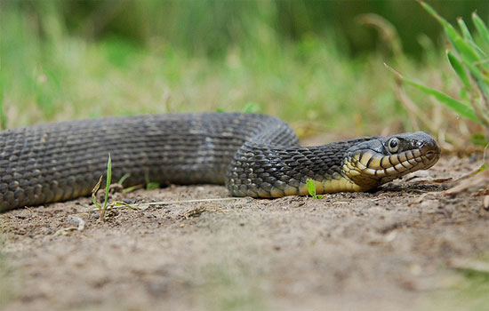 Nerodia erythrogaster  - Plain-bellied Watersnake - snake species | gveli | გველი