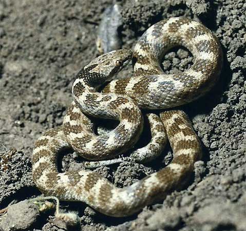 Hypsiglena ochrorhyncha nuchalata - California Nightsnake - snake species | gveli | გველი