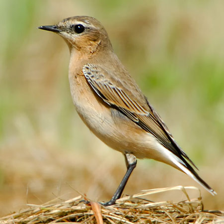 Northern Wheatear - Bird Species | Frinvelis jishebi | ფრინველის ჯიშები