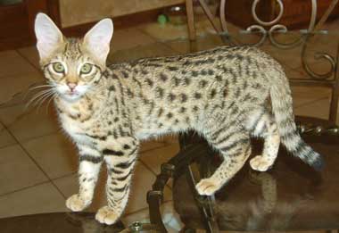Savannah - cat Breeds | კატის ჯიშები | katis jishebi
