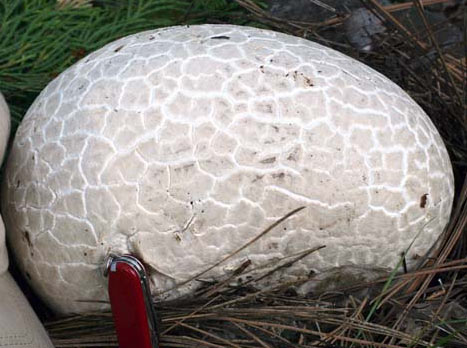 Calvatia booniana - Mushroom Species Images
