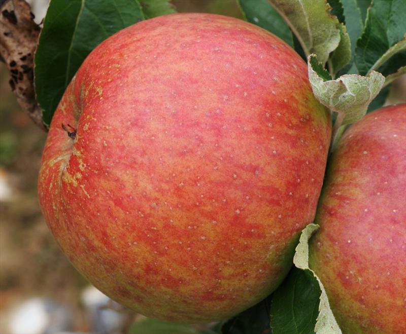 King of Tompkins County - Apple Varieties