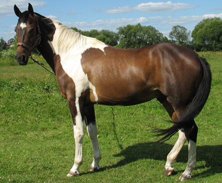 American Paint Horse - horse Breeds | ცხენის ჯიშები| cxenis jishebi