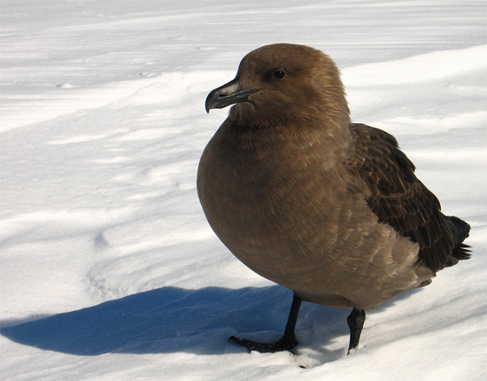 South Polar Skua  - Bird Species | Frinvelis jishebi | ფრინველის ჯიშები
