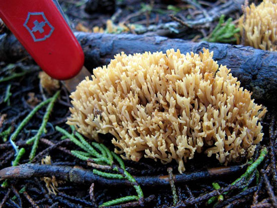 Ramaria myceliosa - Fungi species | sokos jishebi | სოკოს ჯიშები