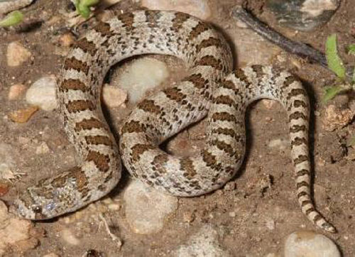 CHIHUAHUAN HOOK-NOSED SNAKE  <br />   Gyalopion canum - snake species | gveli | გველი