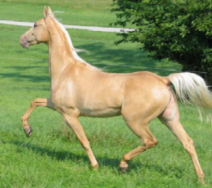 American Saddlebred - horse Breeds | ცხენის ჯიშები| cxenis jishebi