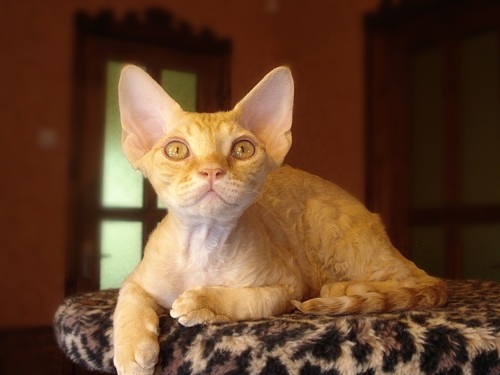 Devon Rex 2 - cat Breeds | კატის ჯიშები | katis jishebi