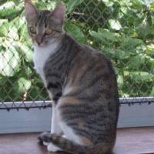 Brazilian Shorthair 1 - cat Breeds | კატის ჯიშები | katis jishebi