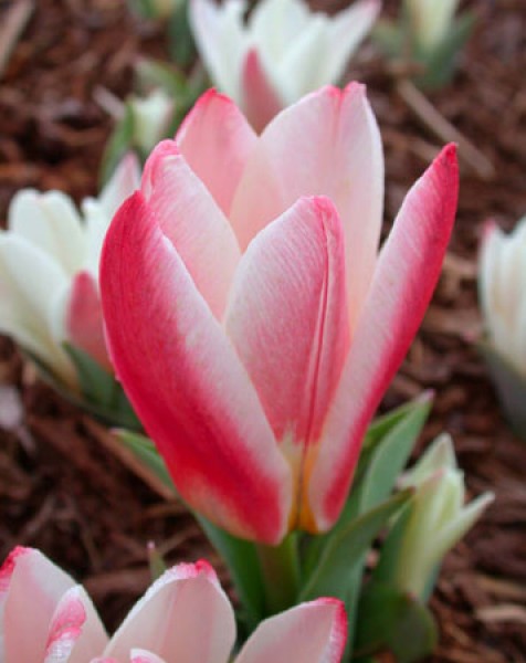 Heart's Delight -                                                         Species Tulip| TITA | ტიტა                                                        