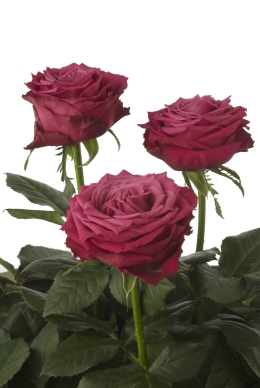 Deep Purple - Rose Varieties | VARDI | ვარდი                                                                                                                