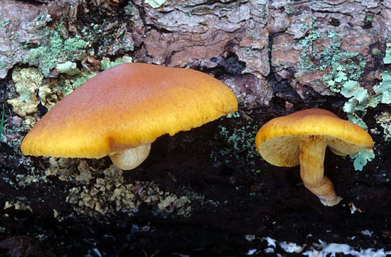 Gymnopilus sapineus - Mushroom Species Images