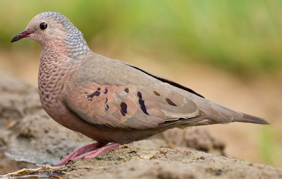 Common Ground-Dove - Bird Species | Frinvelis jishebi | ფრინველის ჯიშები