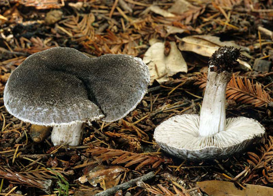 Tricholoma myomyces - Mushroom Species Images