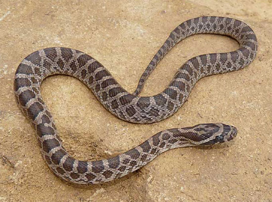 Pantherophis emoryi - Great Plains Ratsnake - snake species | gveli | გველი
