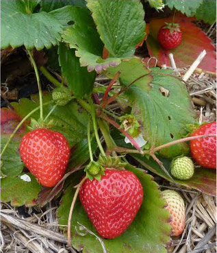 Marshmello - Strawberry Varieties