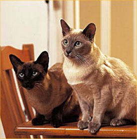 Tonkinese 3 - cat Breeds | კატის ჯიშები | katis jishebi