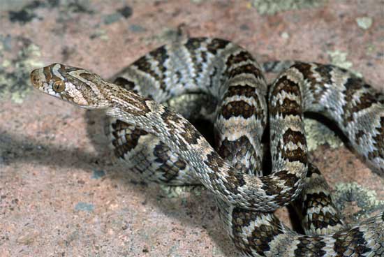 Trimorphodon lambda - Sonoran Lyresnake - snake species | gveli | გველი