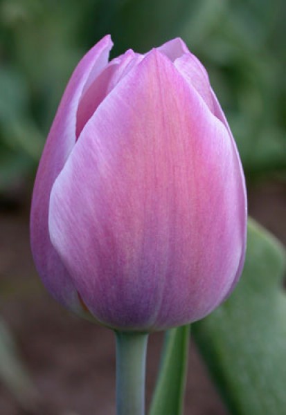 Dreaming Maid -                                                         Species Tulip| TITA | ტიტა                                                        