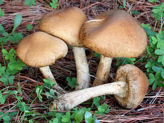 Lacrymaria lacrymabunda - Fungi species | sokos jishebi | სოკოს ჯიშები