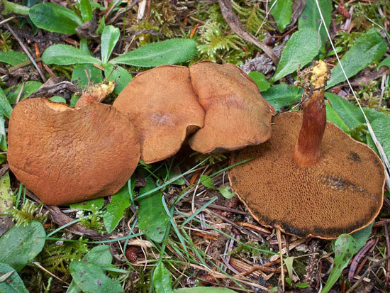 Boletus piperatoides: Chalciporus piperatoides - Mushroom Species Images