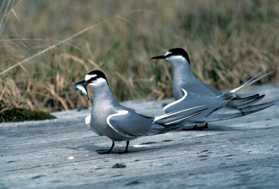 Aleutian Tern - Bird Species | Frinvelis jishebi | ფრინველის ჯიშები