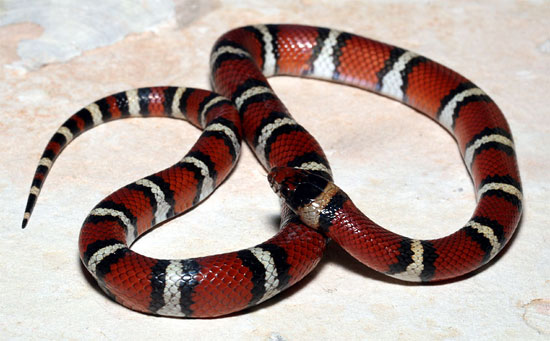 Lampropeltis triangulum  - Milksnake - snake species | gveli | გველი