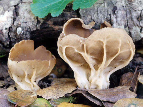 Helvella acetabulum - Mushroom Species Images