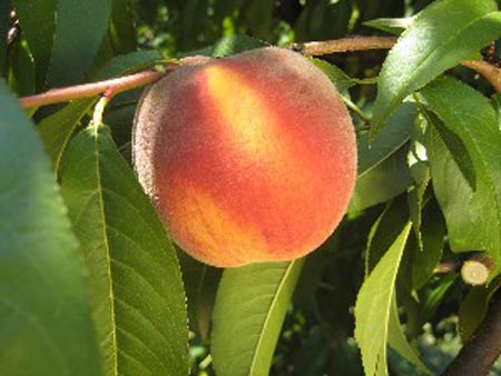 PF 24-007 Flamin Fury - Peach Varieties