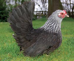 Japanese Bantam 2 - chicken Breeds | ქათმის ჯიშები | qatmis jishebi