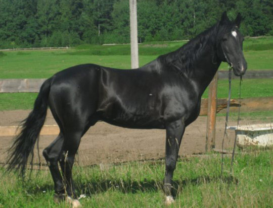 კატა Anglo-Karachai Horse - ის სურათი