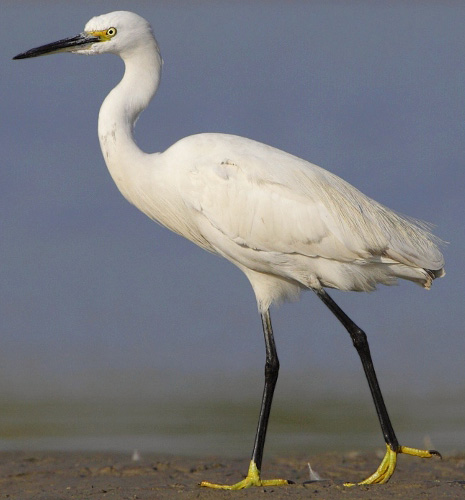 Little Egret - Bird Species | Frinvelis jishebi | ფრინველის ჯიშები
