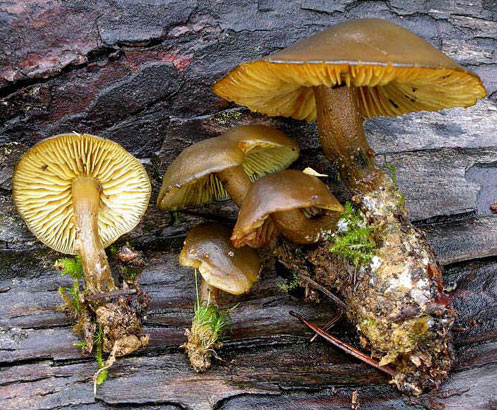 Callistosporium luteo-olivaceum - Fungi species | sokos jishebi | სოკოს ჯიშები