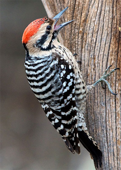 Ladder-backed Woodpecker - Bird Species | Frinvelis jishebi | ფრინველის ჯიშები