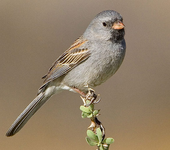 Black-chinned Sparrow - Bird Species | Frinvelis jishebi | ფრინველის ჯიშები