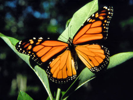 Monarch - Butterfly species | PEPLIS JISHEBI | პეპლის ჯიშები