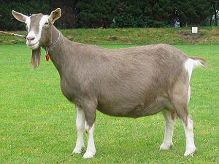 Toggenburg Goat - goats Breeds | txis jishebi | თხის ჯიშები