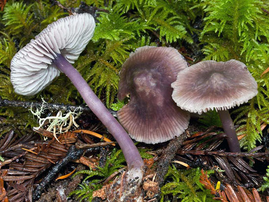 Mycena pura - Mushroom Species Images