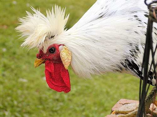 Appenzeller Spitzhauben - chicken Breeds | ქათმის ჯიშები | qatmis jishebi