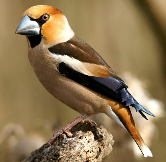 Hawfinch - Bird Species | Frinvelis jishebi | ფრინველის ჯიშები