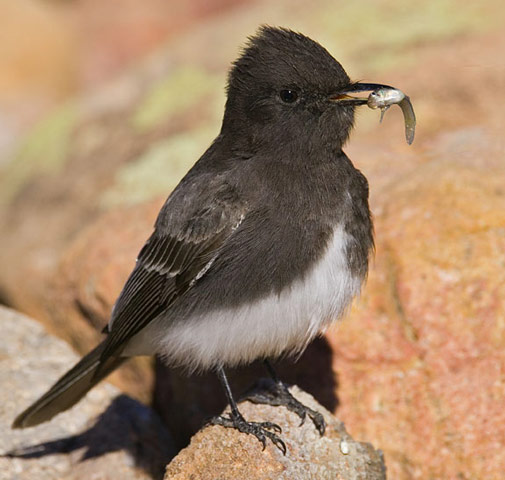 Black Phoebe - Bird Species | Frinvelis jishebi | ფრინველის ჯიშები