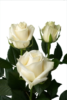 Magadi - Rose Varieties | VARDI | ვარდი                                                                                                                