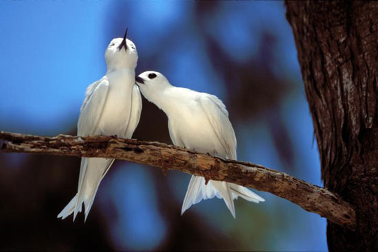 White Tern - Bird Species | Frinvelis jishebi | ფრინველის ჯიშები