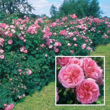 Hyde Hall, Hedging - Rose Varieties | VARDI | ვარდი                                                                                                                