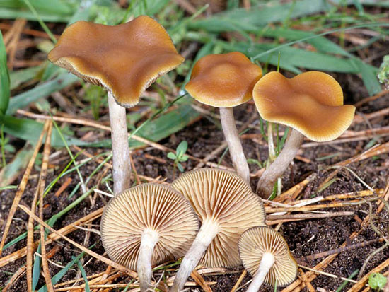 Psilocybe cyanescens - Mushroom Species Images